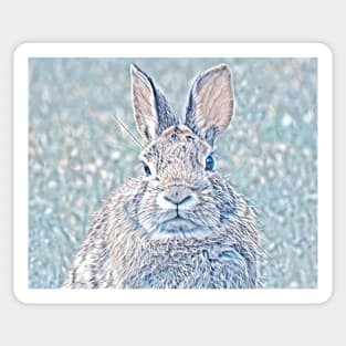 Cottontail Rabbit-B Sticker